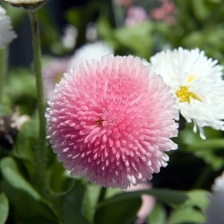 Stokrotka Bellis Tasso Strawberries Cream - kwiat